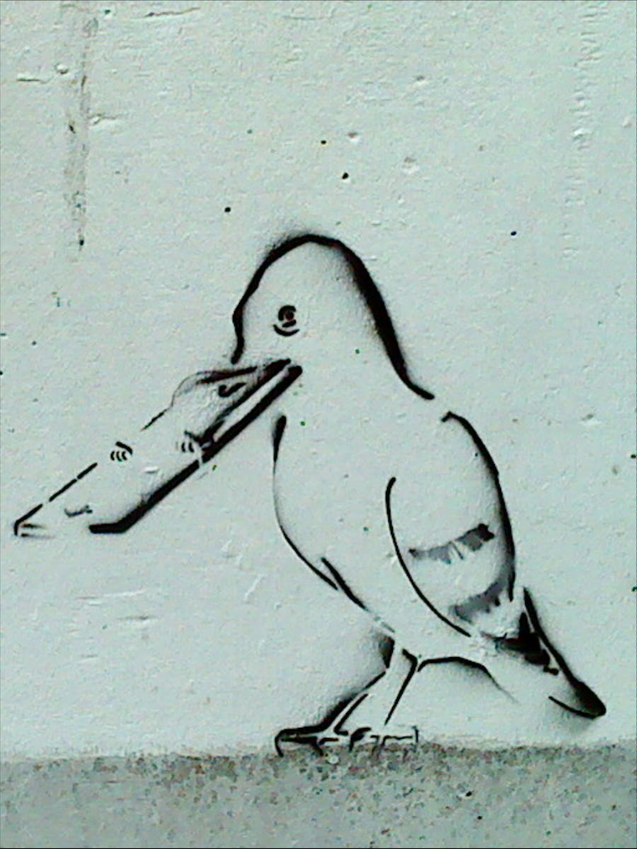 Premier Pigeon