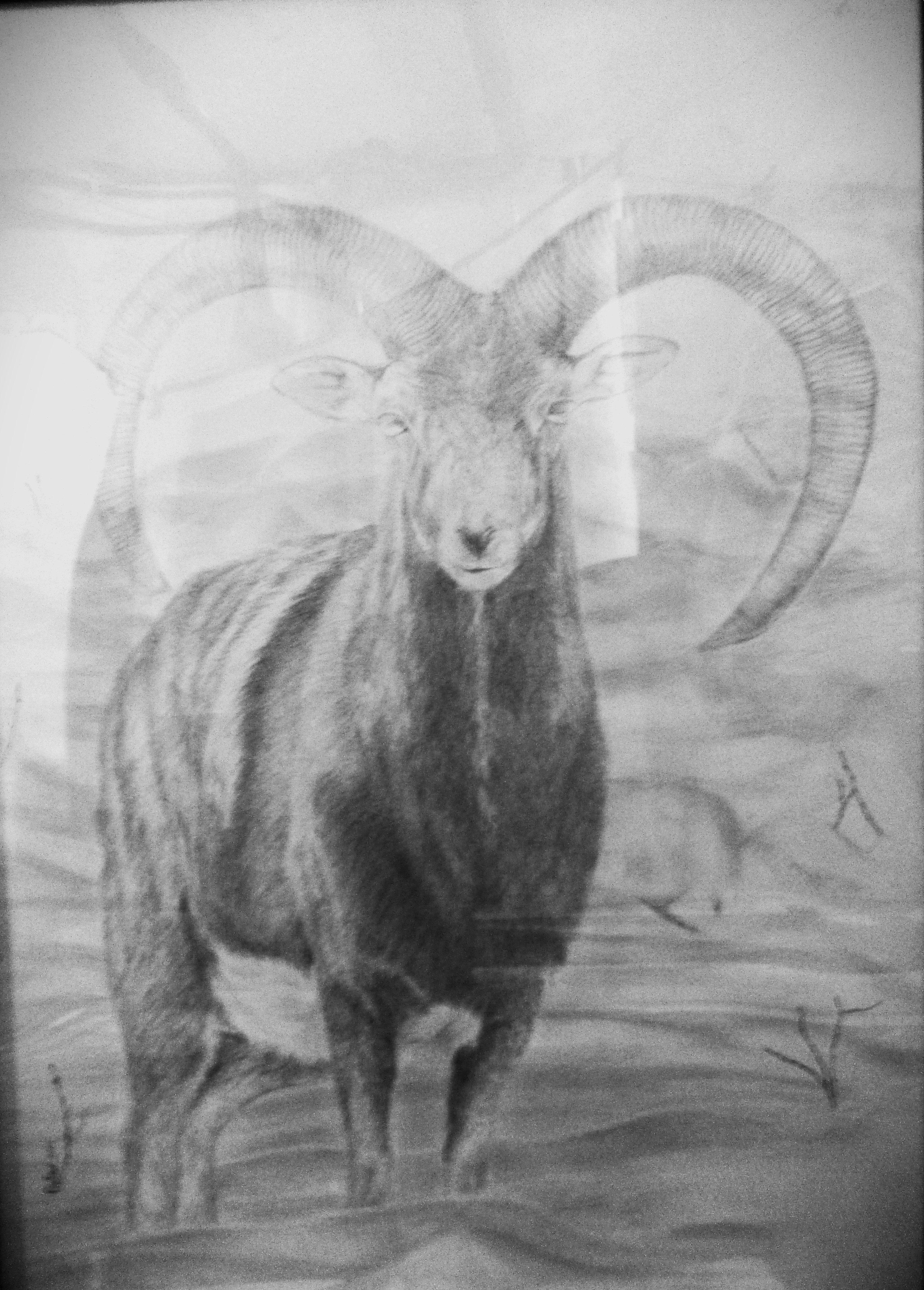 Mouflon pour G.